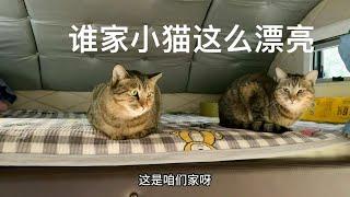 三只小猫逐渐适应房车生活，看看九哥九嫂出发之前都准备了哪些好物品#记录猫咪日常 #我的抖音生活日记