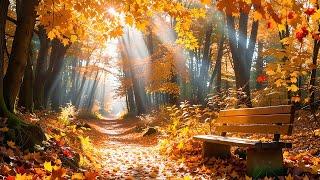 Stress Relief with Calming Music  Cozy Autumn Vibes, Enchanting Autumn Forests 4K ~ Music Therapy