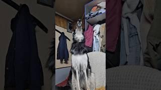 Вот что значит петь с душой борзая Велес #беларусь #борзая