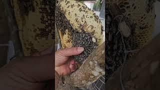 stubborn bees - cling to the hive to the end  #tropicalinsects