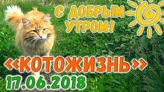 С ДОБРЫМ УТРОМ!  КОТОЖИЗНЬ! 17.06.2018