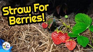 Transport Evolved Chicken and Garden Update: Straw For Strawberries!