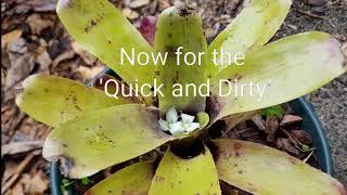 Gardening with Gabriel - Pollination of Bromeliads