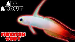 All About The Red FireFish Goby