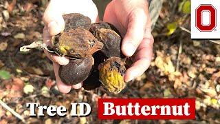 Butternut: Tree ID Clips