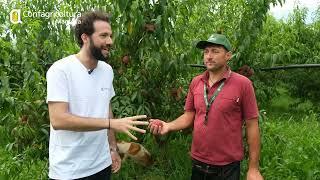 In collina, alla scoperta delle pesche mantovane: l'azienda agricola Piccoli di Cavriana