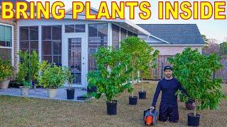 How To Bring Potted Plants INSIDE For Winter [COMPLETE GUIDE]