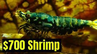 How to Breed Thousands of Dollars’ Worth of Expensive Caridina Bee Shrimp with Ramon Swart