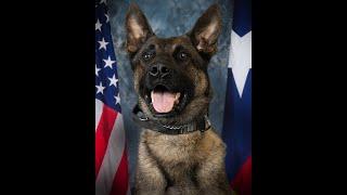 K9 Mile 66 - Baytown Police Department (TX) K9 "Lenin"