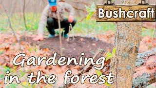 Gardening in the forest. Forest living. [Bushcraft] 2020