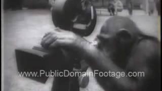 Chimps Monkeys Making a film Archival Newsreel PublicDomainFootage.com