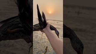 #duckhunter gadwall duck #duckhunt subscribe