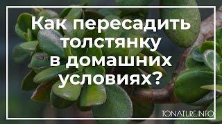 Как пересадить толстянку в домашних условиях? | toNature.Info