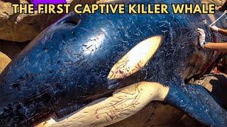 Shamu’s Story: The Disturbing History of Killer Whale Captivity