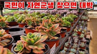 [인천다육]보석같이 숨겨진 값진 아이들 이영상으로 한번에 찾아드려요~ 인천 남동구 호구포로400 ️ 010-5316-7402