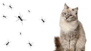 Games for cats ants
