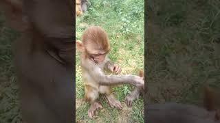 monkey baby #monkey #viralvideo 0828