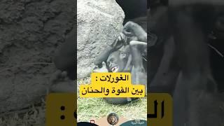 الغوريلا