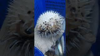 ikan buntal berduri