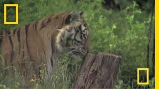 Big Cats Wild for Calvin Klein Cologne? | National Geographic