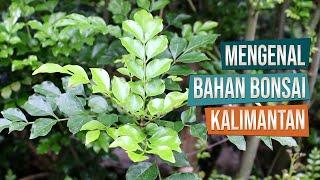 Mengenal Bahan Bonsai Pohon Kalimantan/Tausi/Tauchi Bersama Mas Didi Komunitas AATIDAR Magelang