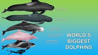 The 10 Largest Dolphins In The World