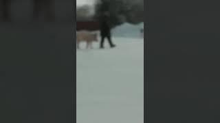 Выгул домашнего питомца