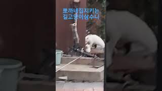 삼수니 #길고양이