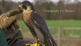 Falconry at Wootton Wawen