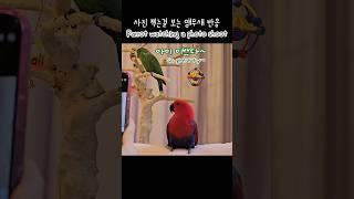 [지구젤리] 사진 찍는걸 보는 앵무새 반응 / 자꾸 보재요 / Parrot watching a photo shoot / talking parrot