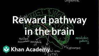 Reward pathway in the brain | Processing the Environment | MCAT | Khan Academy