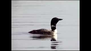 Loon Call: Wail