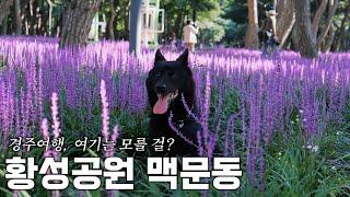 8월에 만날 수 있는 보라숲 ｜황성공원 맥문동 (경주여행,맥문동,반려동물동반여행,황토맨발길)