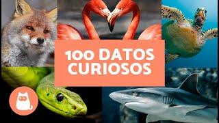 100 CURIOSIDADES sobre los ANIMALES SALVAJES  ¡Te sorprenderán!