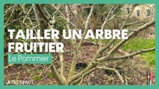 Comment tailler un arbre fruitier : le pommier - Truffaut