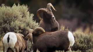 Wild Sheep Foundation's Mission