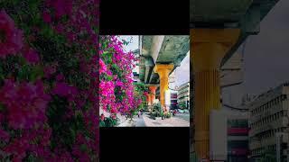 The Spring Splendour: Exploring Beautiful Bangalore #aiimagegeneration