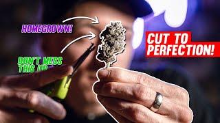 How to trim your cannabis, what mistakes should you avoid | EP8