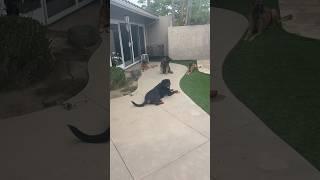 Using 3 trained dogs to help 10 yr old rescue, Malinois,Rottweiller  & GSD #dogtraining #trending