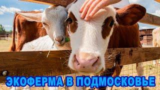 Экоферма в Подмосковье | Загородный клуб "БабинДвор" | Отдых с детьми в Подмосковье