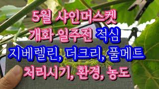 5월 #샤인머스켓 개화전 #적심(순지르기), #지베렐린 처리