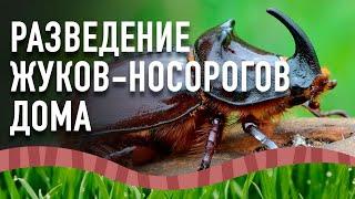 Разведение жуков-носорогов дома. Жуки-носороги.