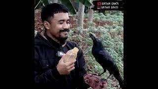 MINUM BARENG WOWO BURUNG GAGAK