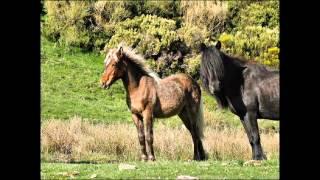 Mouth Music  Seinn O (con Talitha Mackenzie & Martyn Bennett)