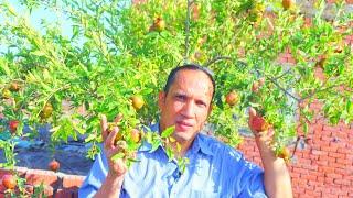 بـ 4 خطوات لشجرة الرمان الحصول على ثمار كثيرة وكبيرة وبدون دود Pomegranate trees