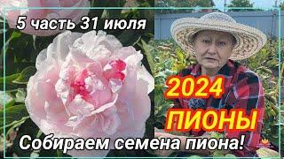 Сеянцы пионов Ворошиловой А.Б. в 2024 году. Часть 5. Сбор семян / Сад Ворошиловой