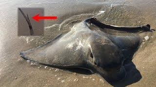 STING RAY Fishing CHALLENGE - 300 Pounds in 3 Hours