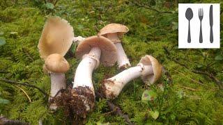 Płachetka zwyczajna (Cortinarius caperatus) Mazury