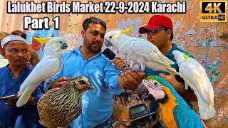 Lalukhet Exotic Hen and Rooster Birds and Parrots Market 22-9-24 Karachi Part 1 Latest Updates