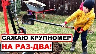 Как посадить крупномеры без усилий? Посадка деревьев с помощью мотобура.